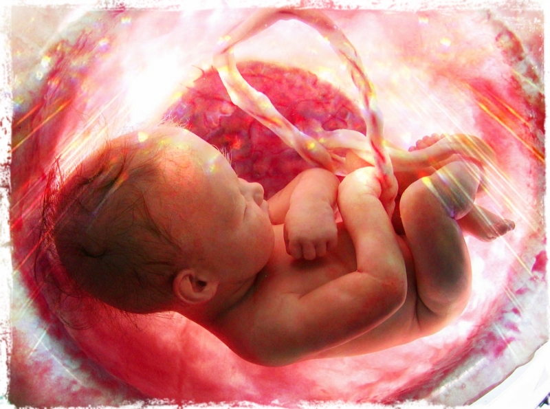 Эмбрион внутри матери