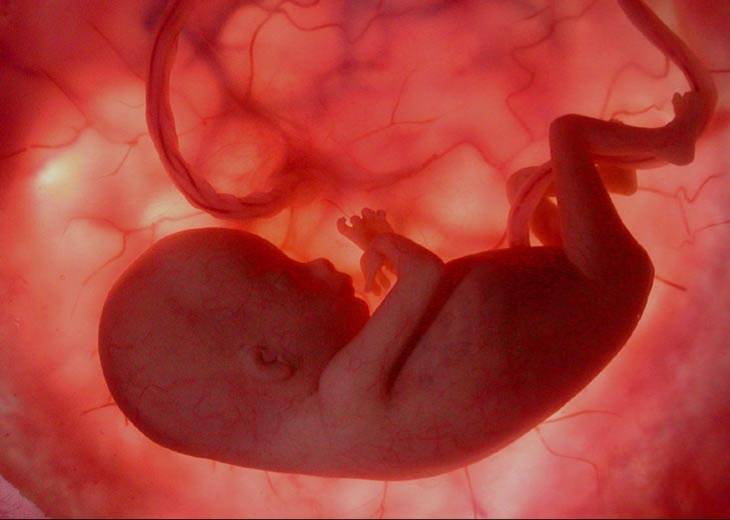 Схема эмбриона