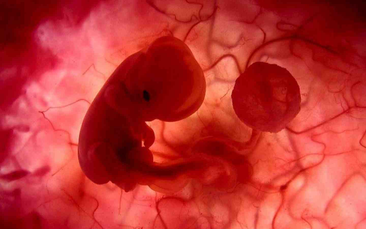 Зародыш внутри матери