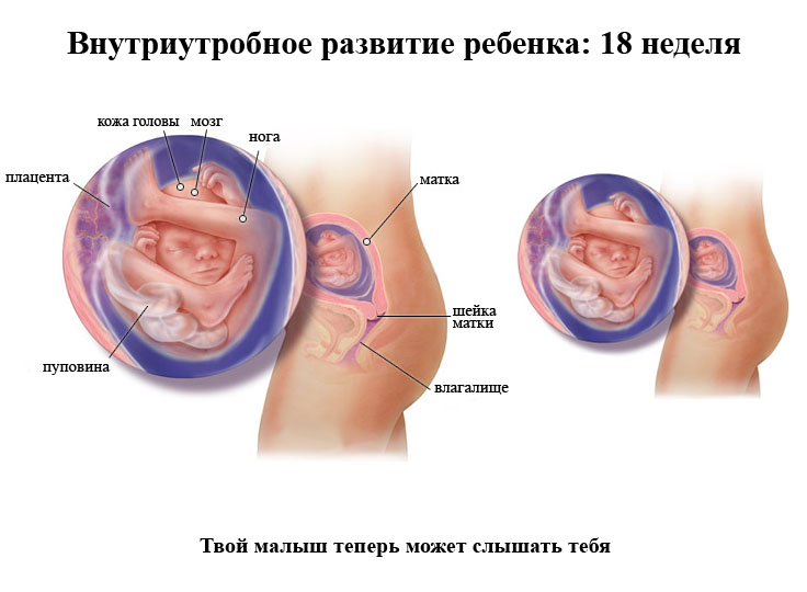 Эмбрион на 18 неделе