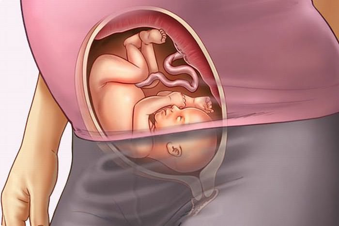 Эмбрион внутри матери