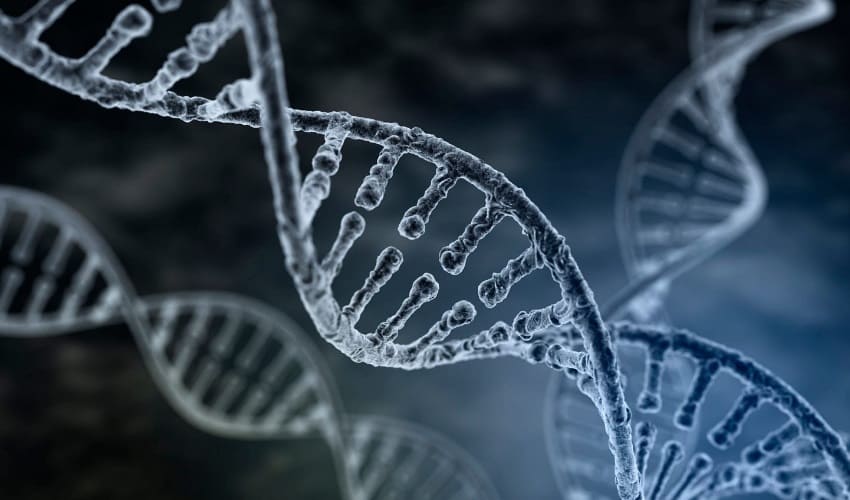 Структура ДНК человека