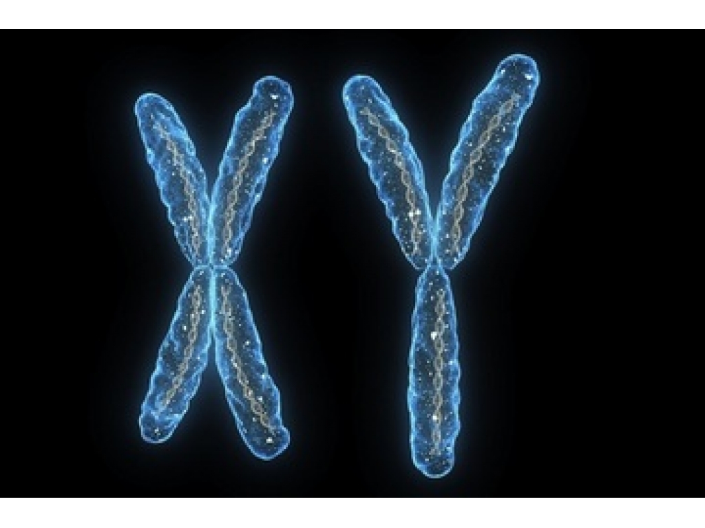 X и Y хромосомы