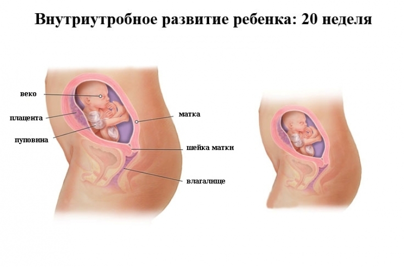 Схема эмбриона на 20 неделе