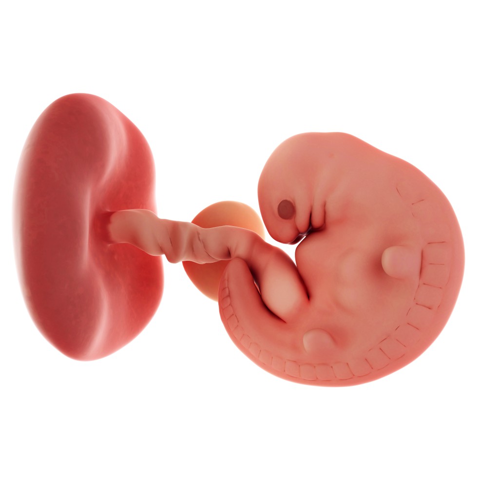 Схема эмбриона в 6 недель