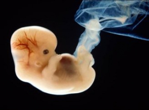 Развивающийся эмбрион