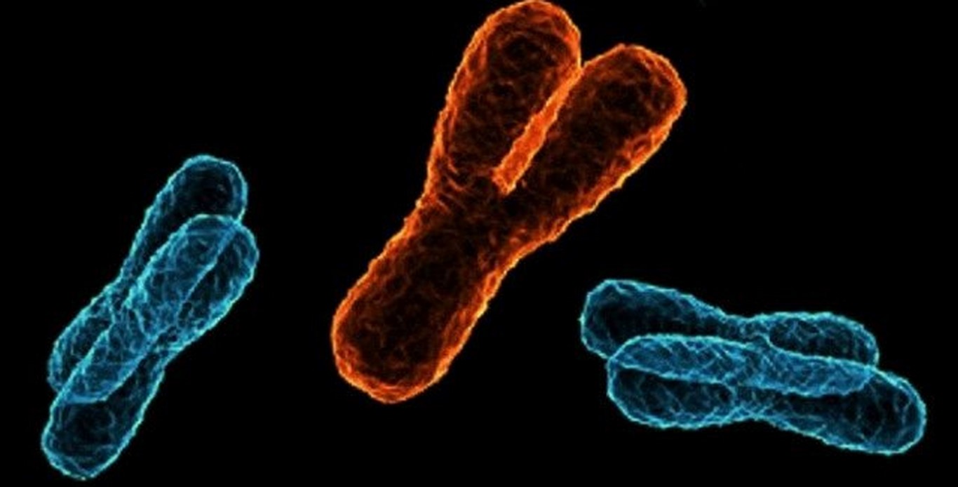 Хромомсомы человека в ДНК